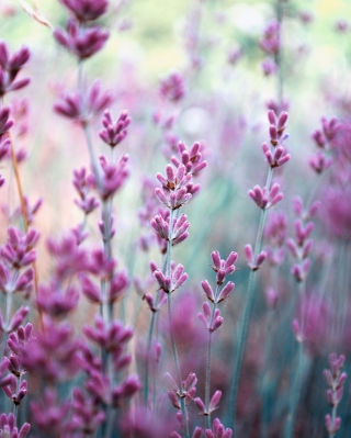 Lavender Field - Obrázkek zdarma pro 176x220