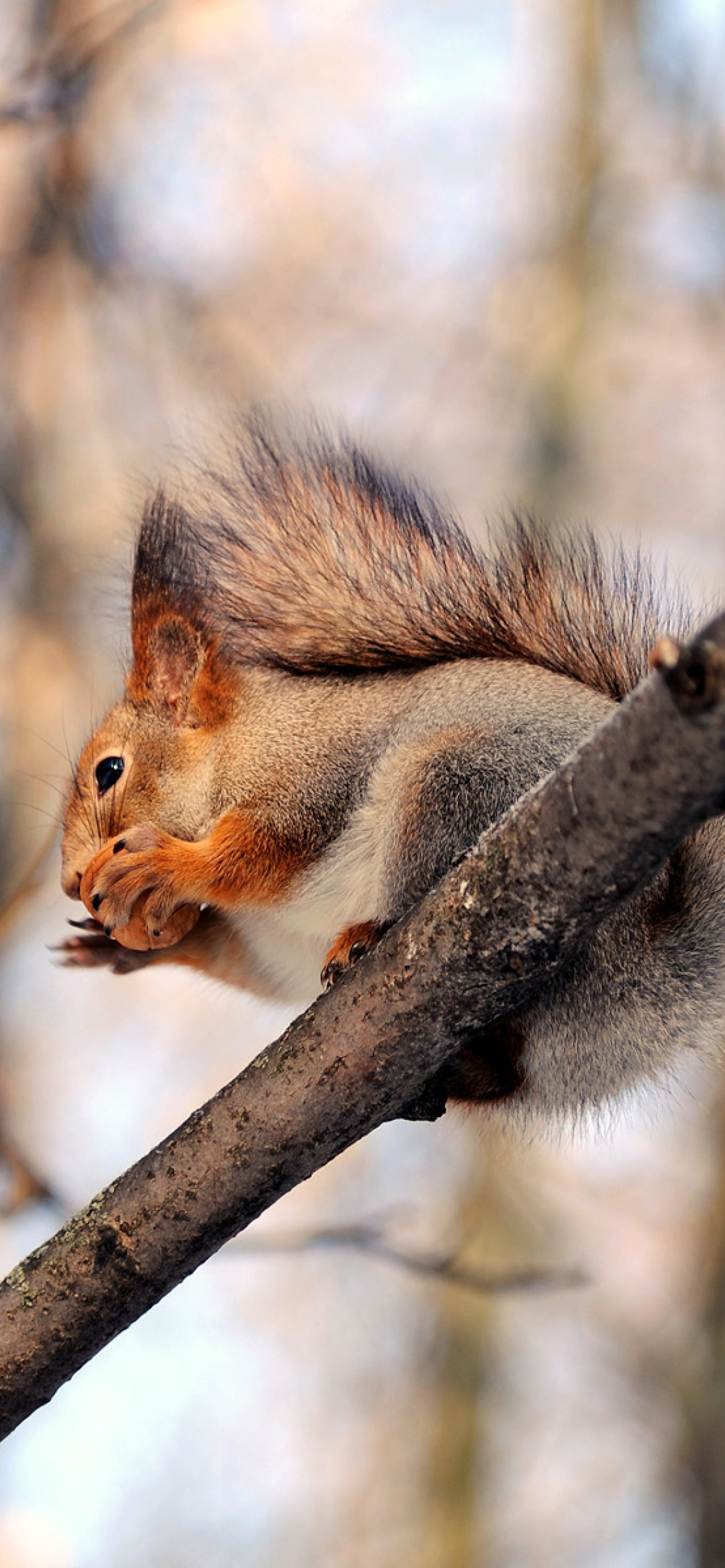 Squirrel with nut wallpaper 1170x2532