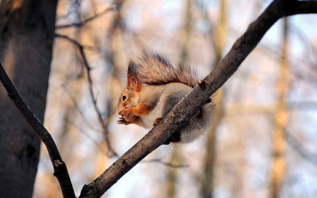 Обои Squirrel with nut 1280x800