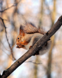 Squirrel with nut wallpaper 128x160