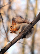 Squirrel with nut wallpaper 132x176
