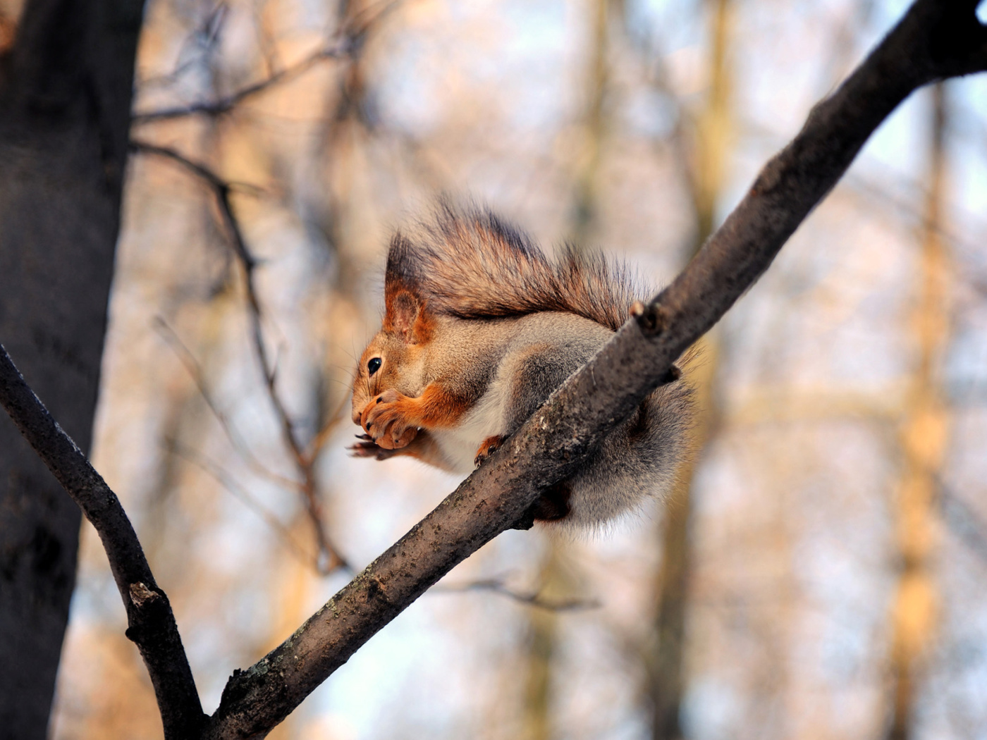 Sfondi Squirrel with nut 1400x1050