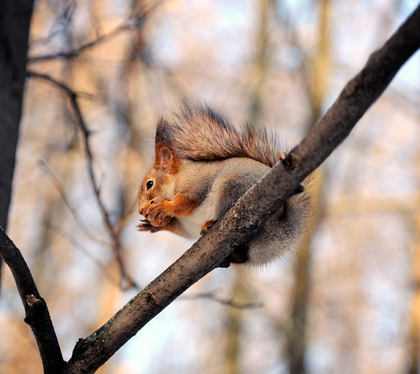 Обои Squirrel with nut 1440x1280