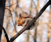 Обои Squirrel with nut 176x144