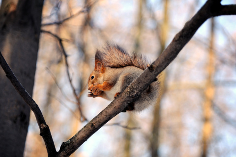 Squirrel with nut wallpaper 480x320