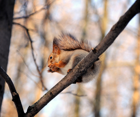 Squirrel with nut wallpaper 480x400