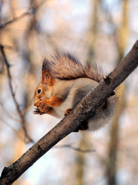 Squirrel with nut wallpaper 480x640