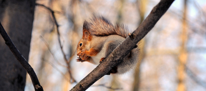 Squirrel with nut wallpaper 720x320