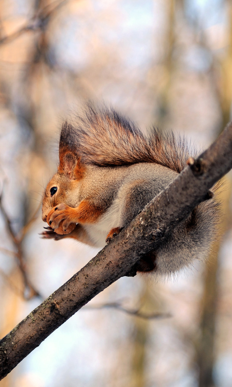 Squirrel with nut wallpaper 768x1280
