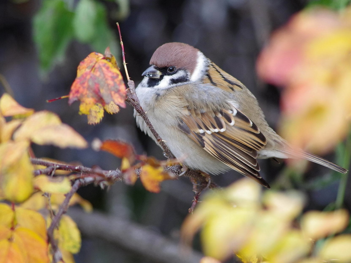 Sparrow wallpaper 1152x864