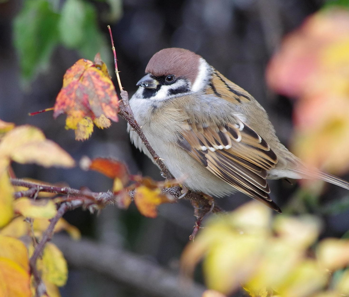 Sparrow wallpaper 1200x1024