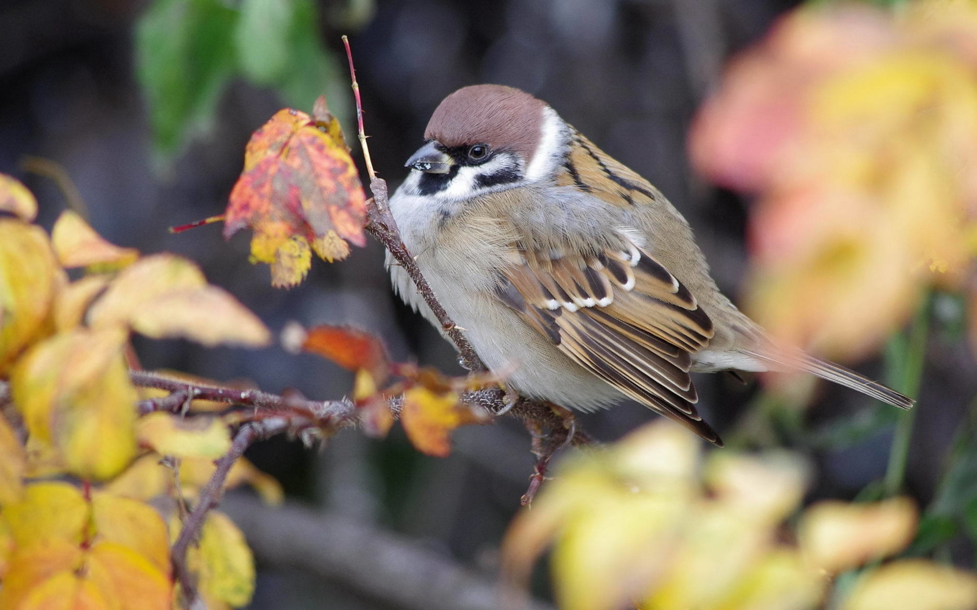 Sparrow wallpaper 1920x1200