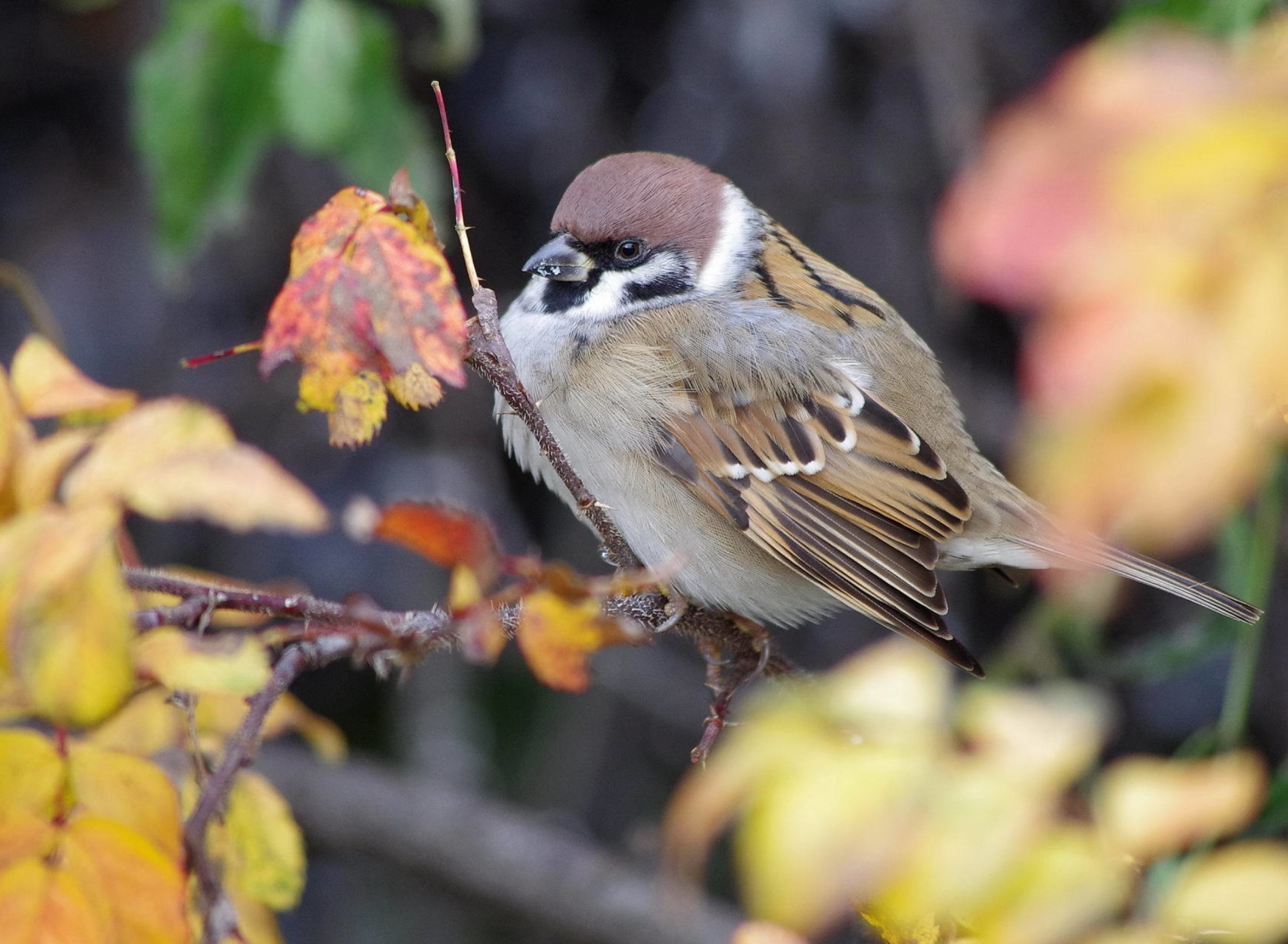 Fondo de pantalla Sparrow 1920x1408