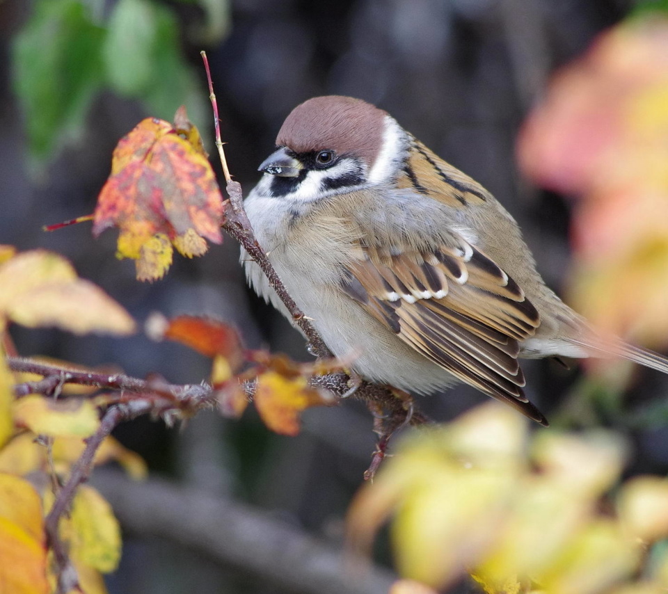 Sparrow wallpaper 960x854