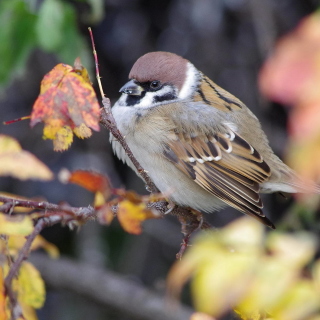 Kostenloses Sparrow Wallpaper für 208x208