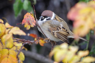 Free Sparrow Picture for Android, iPhone and iPad