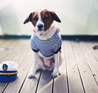 Dog In Uniform - Obrázkek zdarma pro Samsung Breeze B209