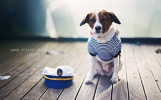 Dog In Uniform Wallpaper for Android, iPhone and iPad