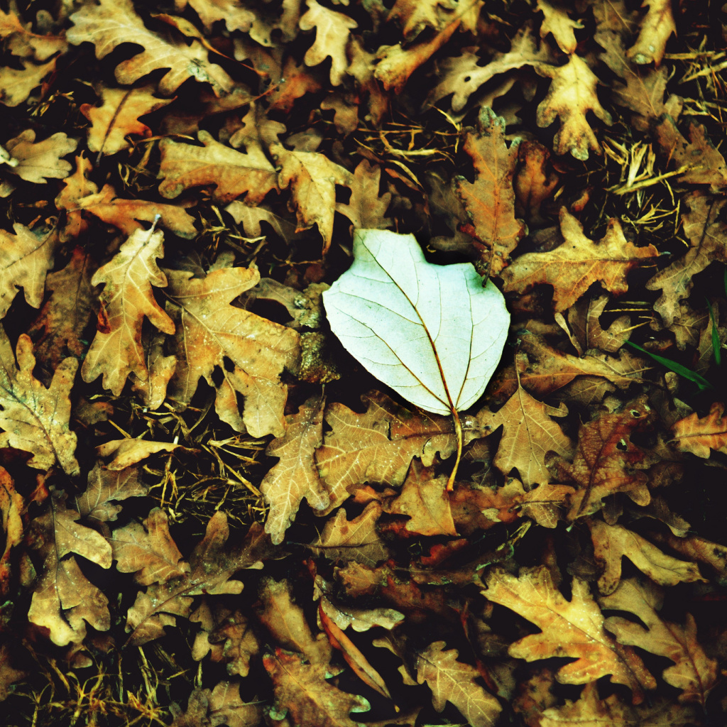 Macro Autumn Leave wallpaper 1024x1024