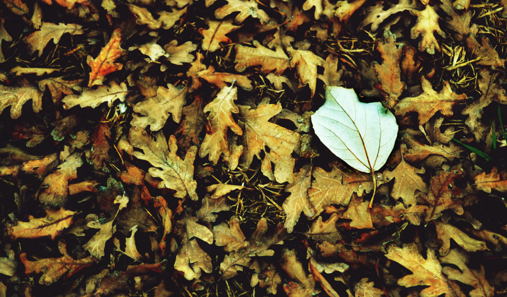 Macro Autumn Leave wallpaper 1024x600
