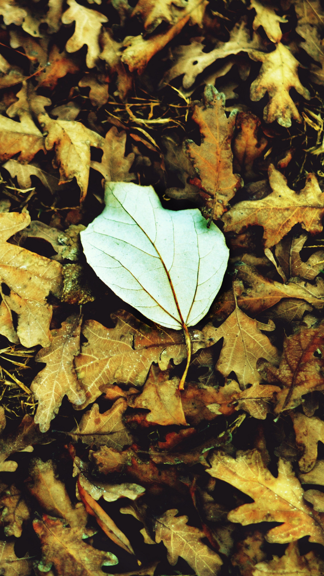 Das Macro Autumn Leave Wallpaper 1080x1920