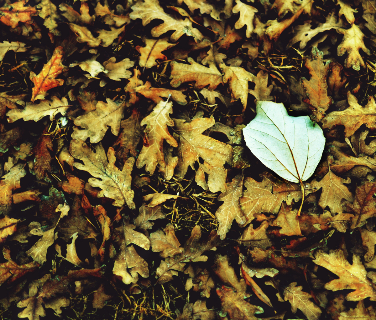 Macro Autumn Leave wallpaper 1200x1024