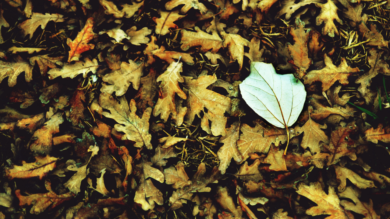 Обои Macro Autumn Leave 1280x720