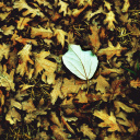 Das Macro Autumn Leave Wallpaper 128x128