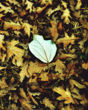 Macro Autumn Leave wallpaper 128x160