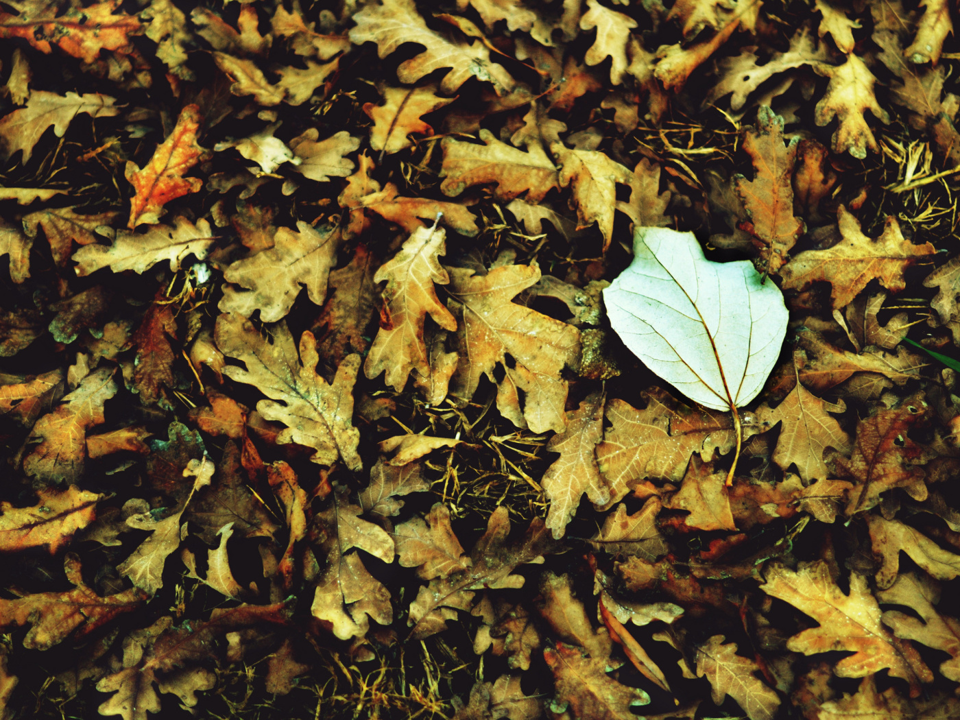 Обои Macro Autumn Leave 1400x1050