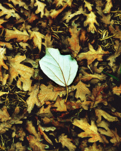 Обои Macro Autumn Leave 176x220
