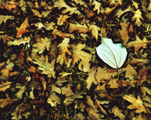 Fondo de pantalla Macro Autumn Leave 220x176