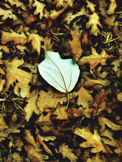 Обои Macro Autumn Leave 240x320