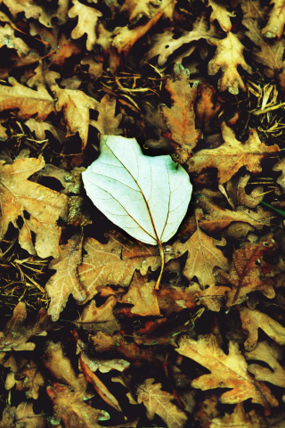 Macro Autumn Leave wallpaper 320x480
