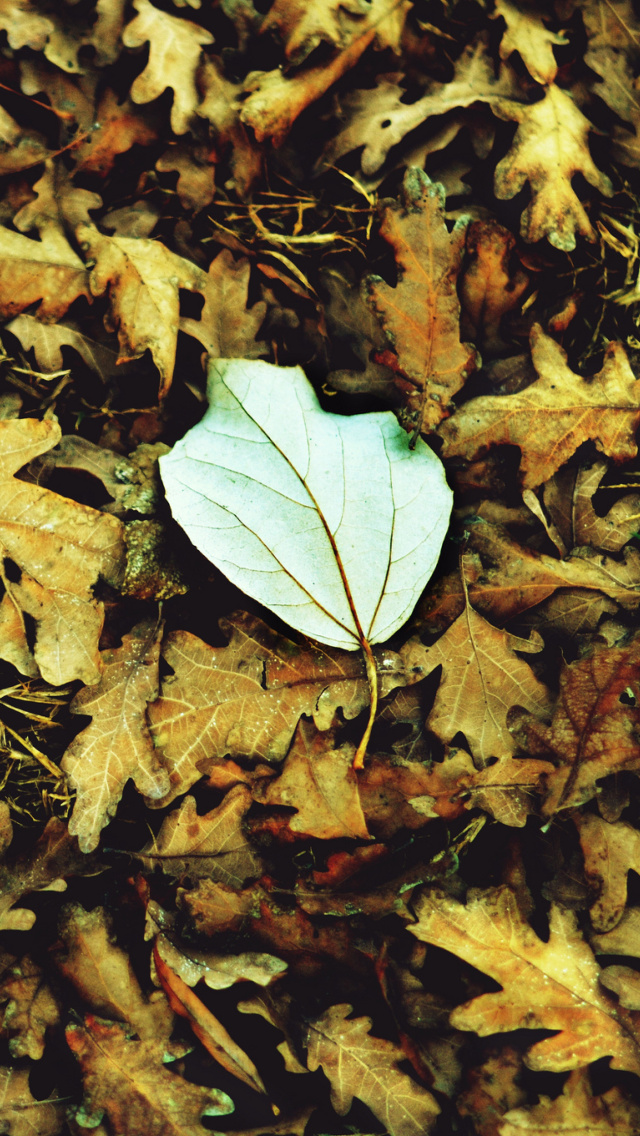 Macro Autumn Leave wallpaper 640x1136