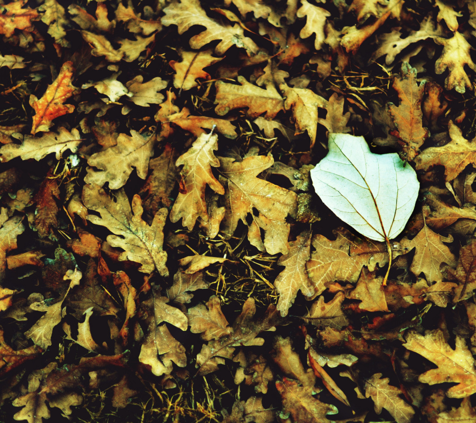 Обои Macro Autumn Leave 960x854