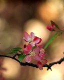 Blooming Branch wallpaper 128x160