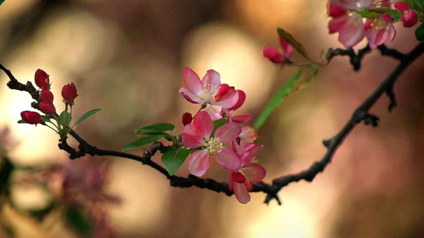 Das Blooming Branch Wallpaper 1366x768