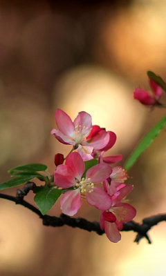 Das Blooming Branch Wallpaper 240x400