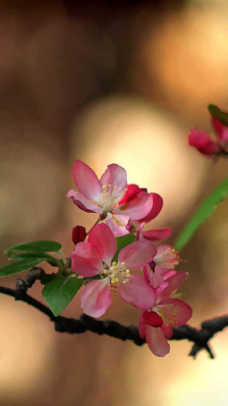 Blooming Branch wallpaper 750x1334