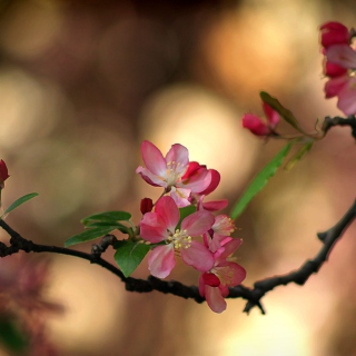 Blooming Branch Background for Nokia 6100