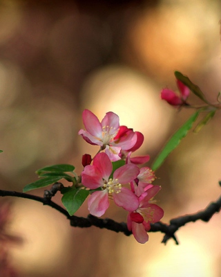 Blooming Branch sfondi gratuiti per Nokia Lumia 800