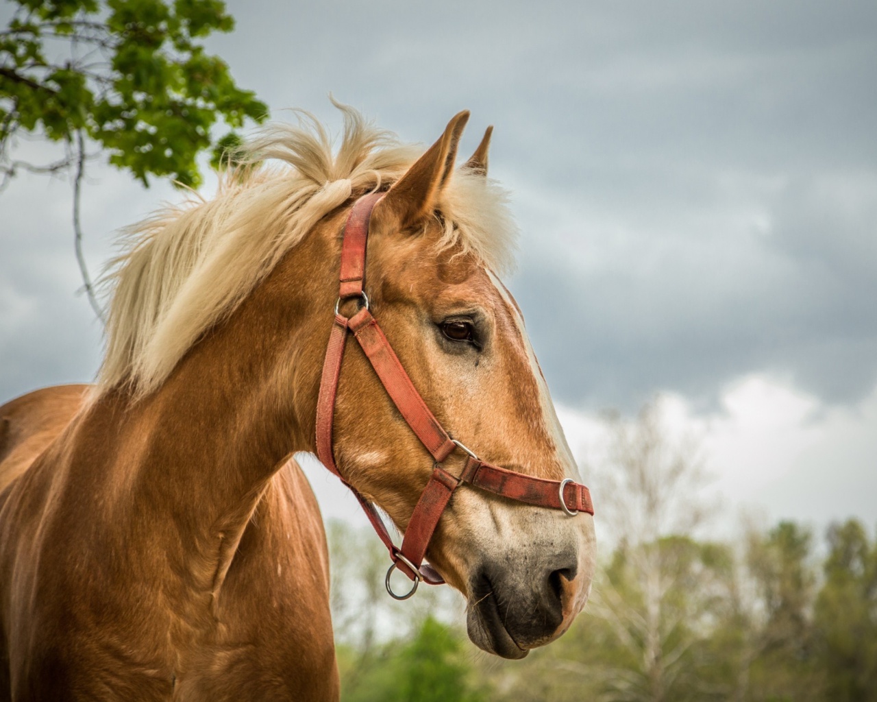 Fondo de pantalla Horse 1280x1024