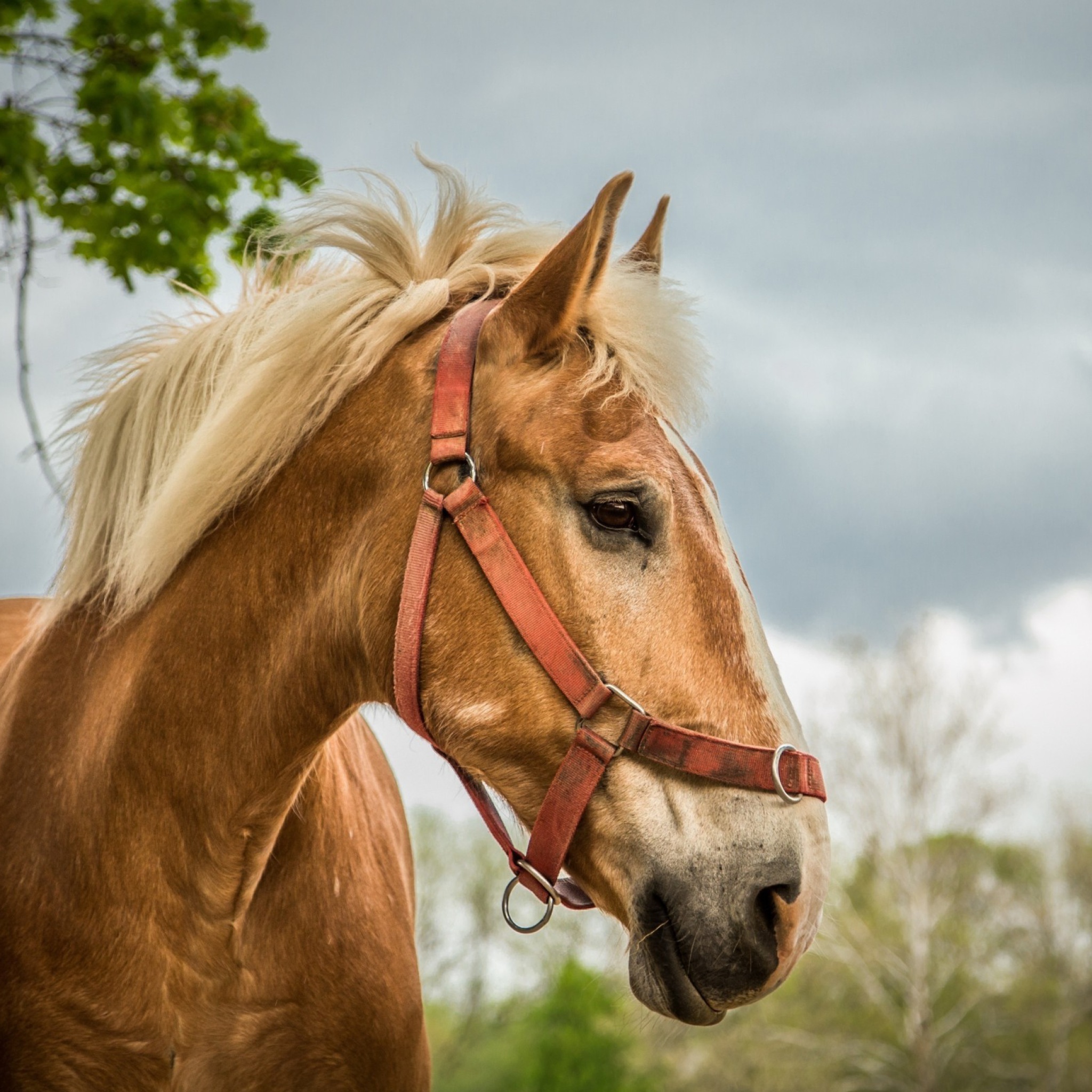 Sfondi Horse 2048x2048