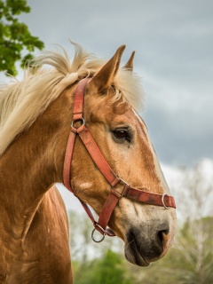 Horse wallpaper 240x320