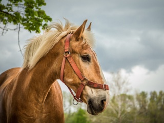 Horse wallpaper 320x240