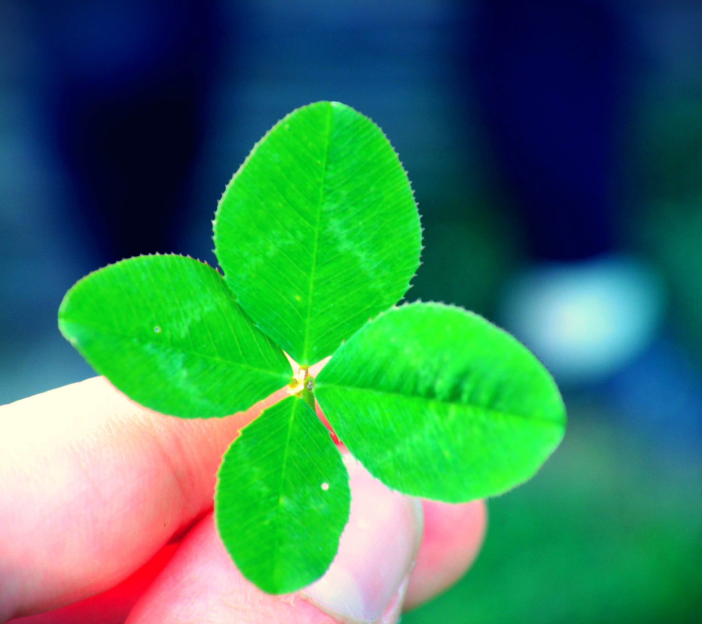 Fondo de pantalla Four Leaf Clover 1440x1280