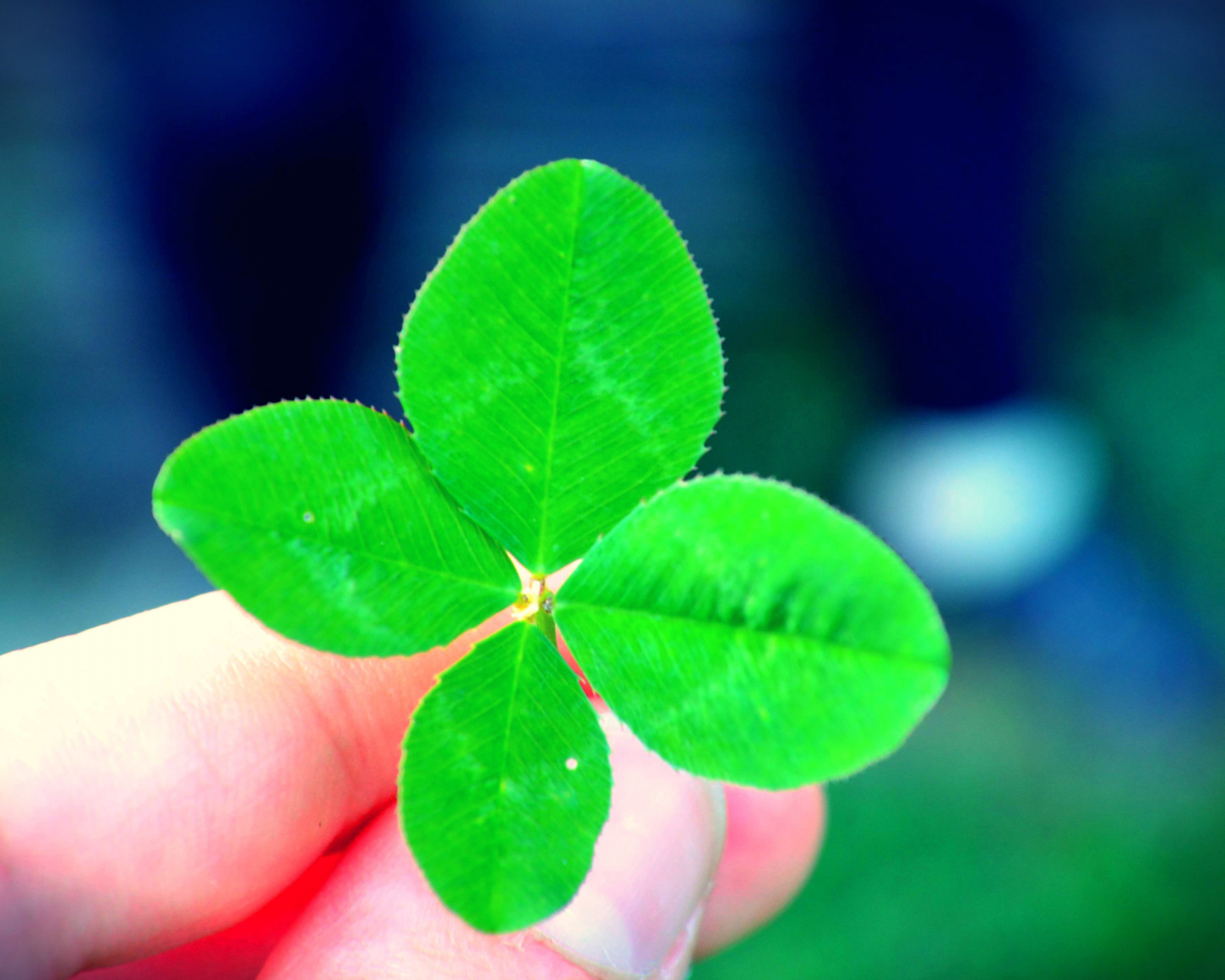 Four Leaf Clover screenshot #1 1600x1280