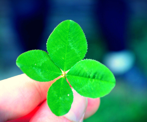 Four Leaf Clover wallpaper 480x400