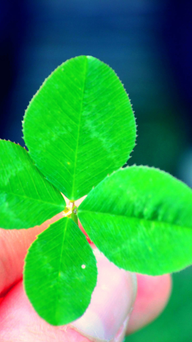 4 leaf clover hires stock photography and images  Alamy